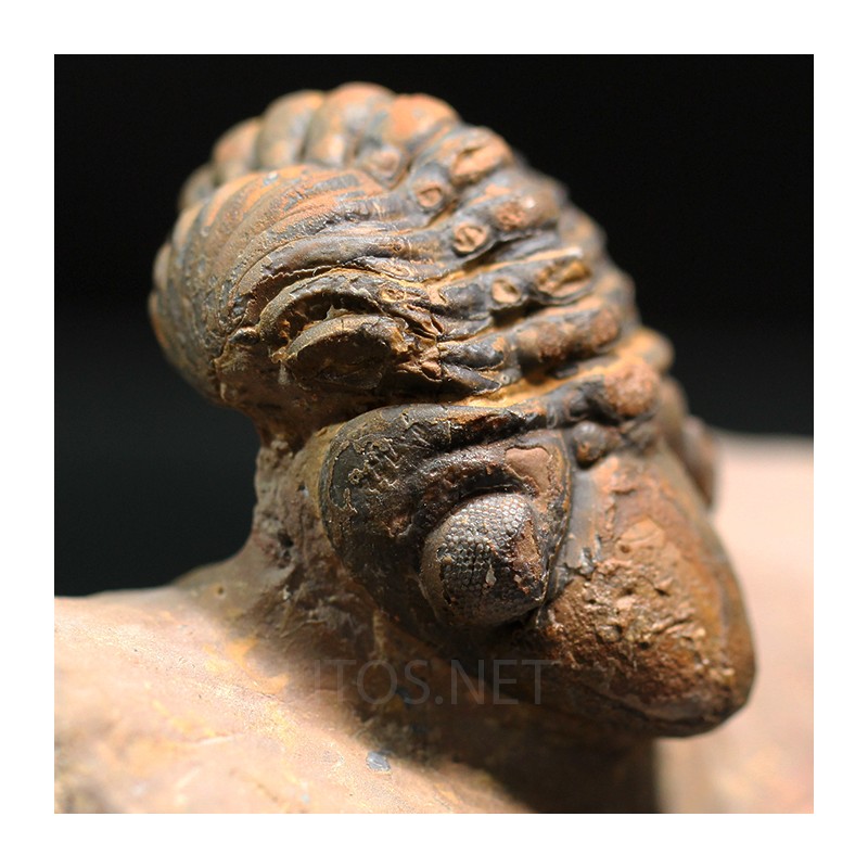 Trilobites reedops-cephalotes  -