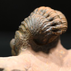 Trilobites reedops-cephalotes  -