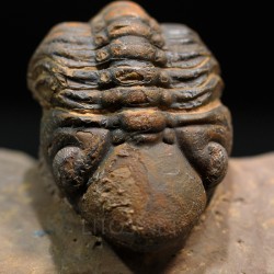 Trilobites reedops-cephalotes  -