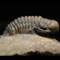 Crotalocephalina gibbus trilobites fosil