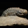 Crotalocephalina gibbus trilobites fosil