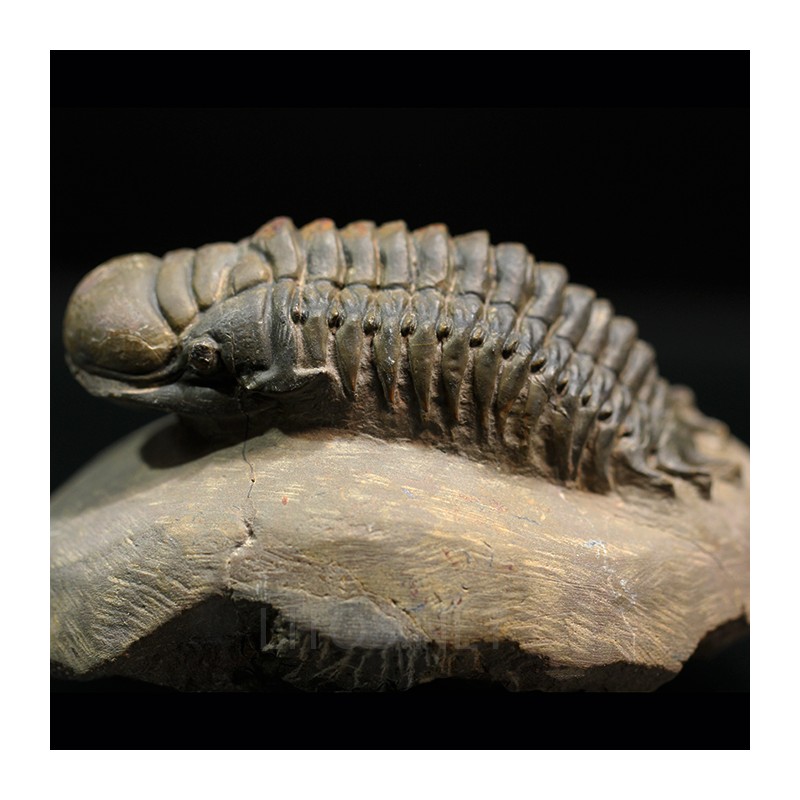 Crotalocephalina gibbus trilobites fosil