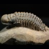 Crotalocephalina gibbus trilobites fosil