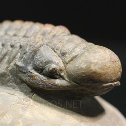 Crotalocephalina gibbus trilobites fosil