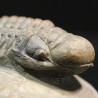 Crotalocephalina gibbus trilobites fosil