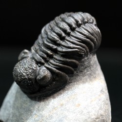 Boeckops stelcki