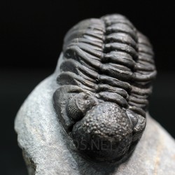Boeckops stelcki