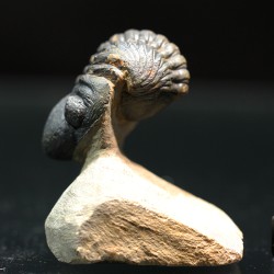 Trilobites reedops-cephalotes  -
