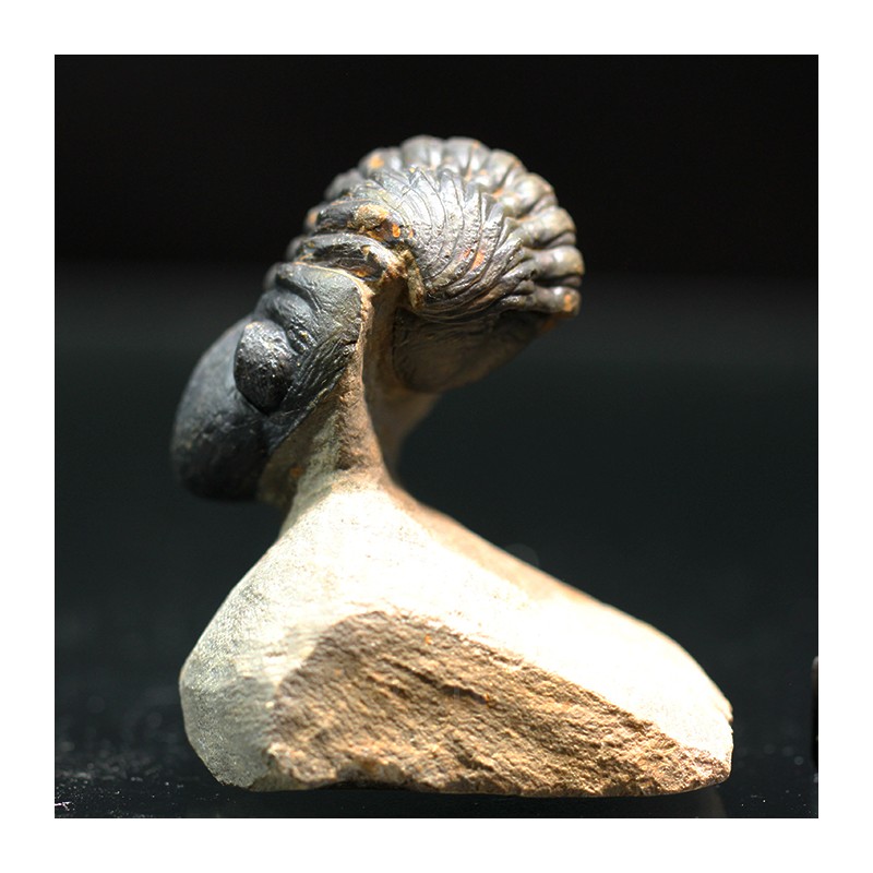 Trilobites reedops-cephalotes  -