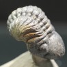 Trilobites reedops-cephalotes  -
