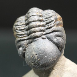 Trilobites reedops-cephalotes  -