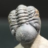 Trilobites reedops-cephalotes  -