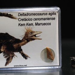 deltadromeosaurus-agilis fosil