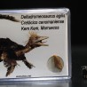 deltadromeosaurus-agilis fosil