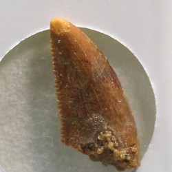 deltadromeosaurus-agilis fosil