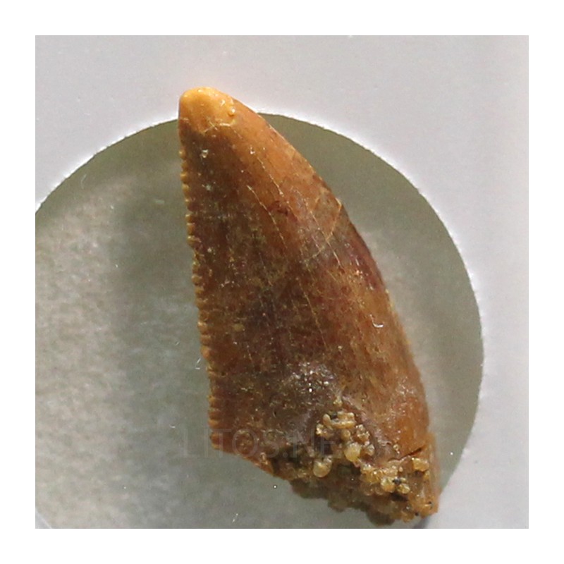 deltadromeosaurus-agilis fosil