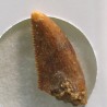 deltadromeosaurus-agilis fosil