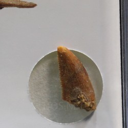 deltadromeosaurus-agilis fosil