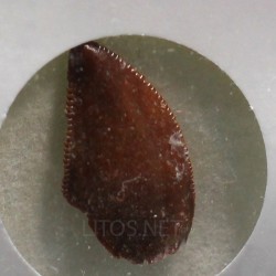 deltadromeosaurus-agilis fosil