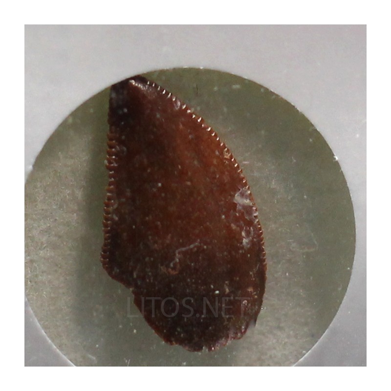 deltadromeosaurus-agilis fosil