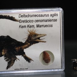 deltadromeosaurus-agilis fosil