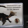 deltadromeosaurus-agilis fosil