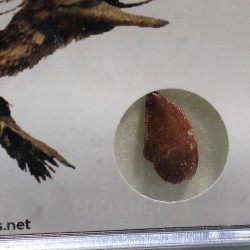 deltadromeosaurus-agilis fosil