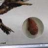 deltadromeosaurus-agilis fosil