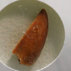 deltadromeosaurus-agilis fosil