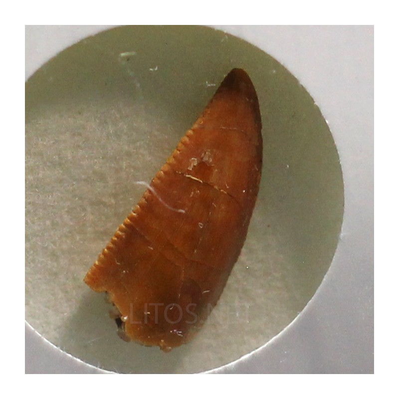 deltadromeosaurus-agilis fosil
