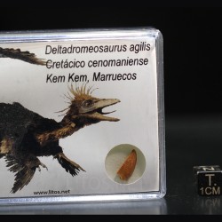 deltadromeosaurus-agilis fosil