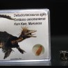 deltadromeosaurus-agilis fosil