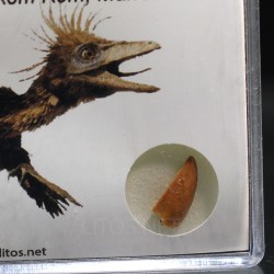 deltadromeosaurus-agilis fosil