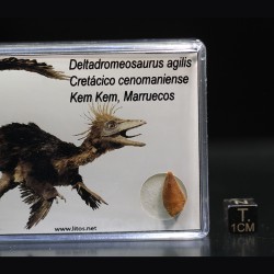 deltadromeosaurus-agilis fosil