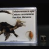 deltadromeosaurus-agilis fosil