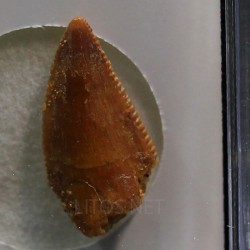 deltadromeosaurus-agilis fosil