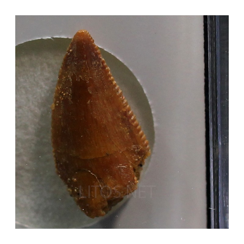 deltadromeosaurus-agilis fosil