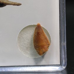 deltadromeosaurus-agilis fosil