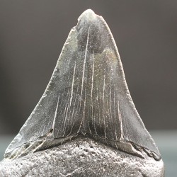 Otodus megalodon fosil