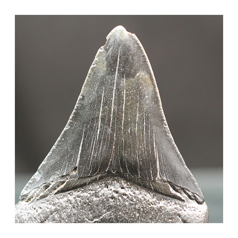 Otodus megalodon fosil