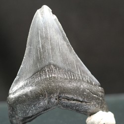 Otodus megalodon fosil