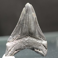 Otodus megalodon fosil