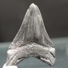 Otodus megalodon fosil