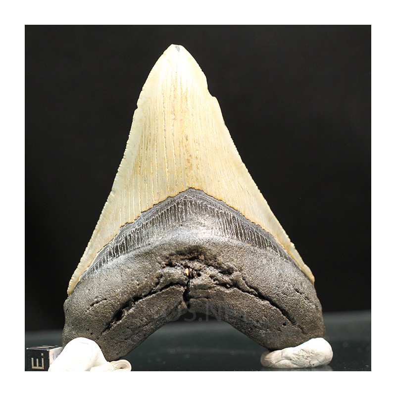 Otodus megalodon fosil
