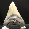 Otodus megalodon fosil