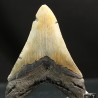 Otodus megalodon fosil