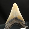 Otodus megalodon fosil