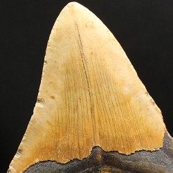Otodus megalodon fosil