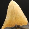 Otodus megalodon fosil