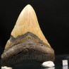 Otodus megalodon fosil